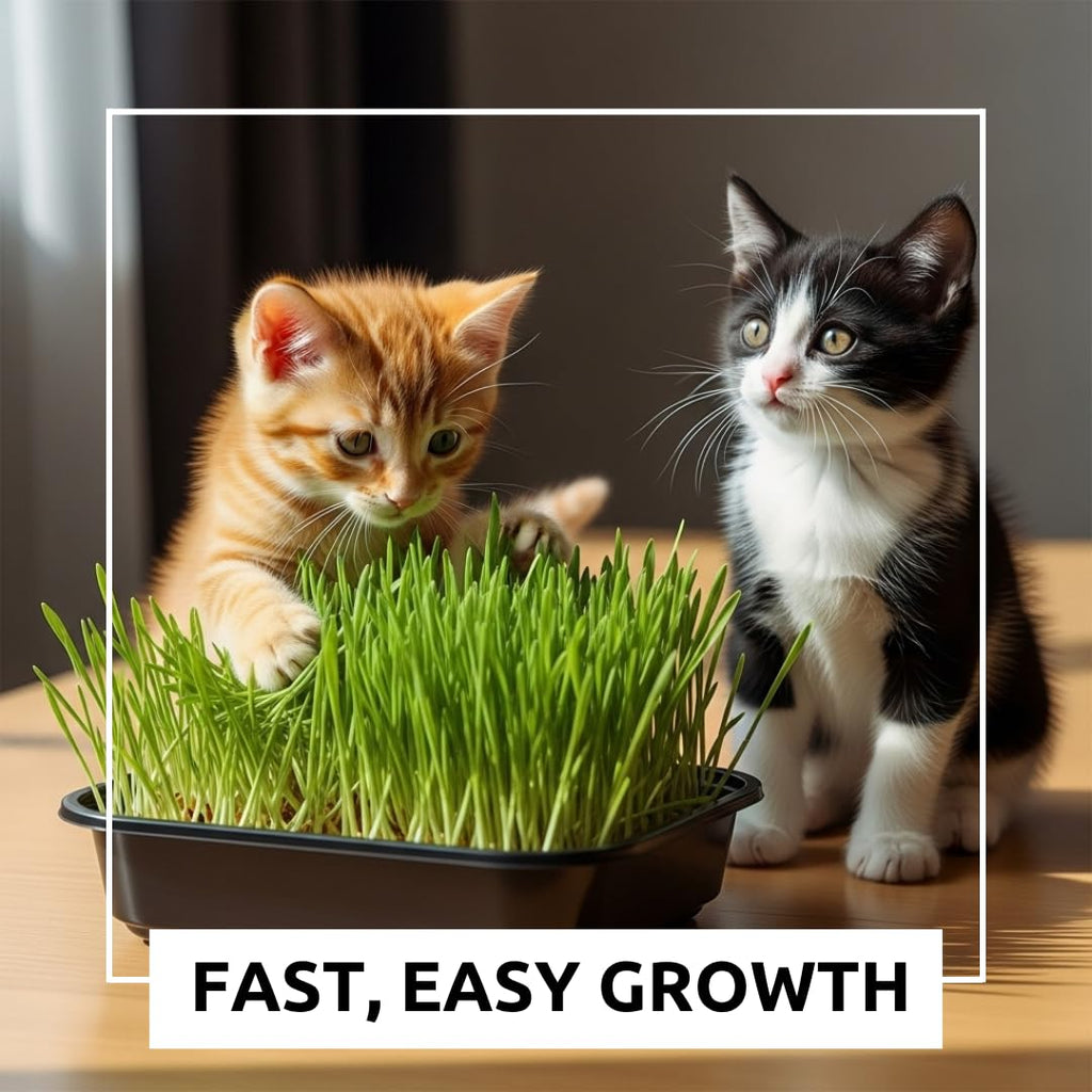 Cat Grass Growing Kit Organic Seed Jute Grow Mats 10 x 10 Grow Container G91623