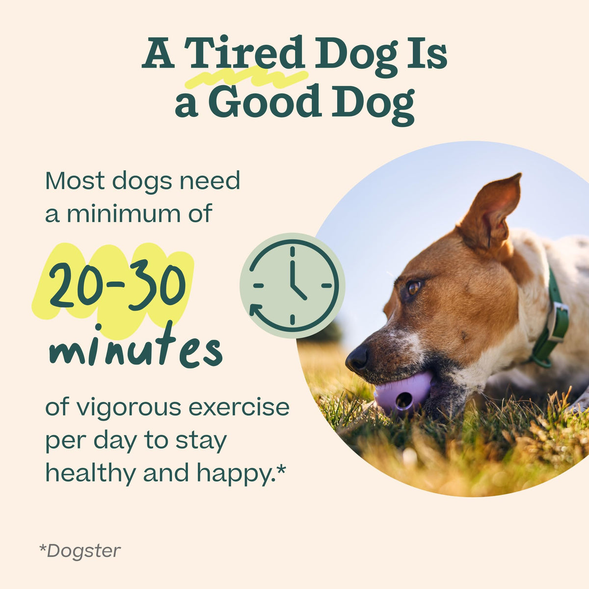 Dog Puzzle Slow Feeder Toy A623001