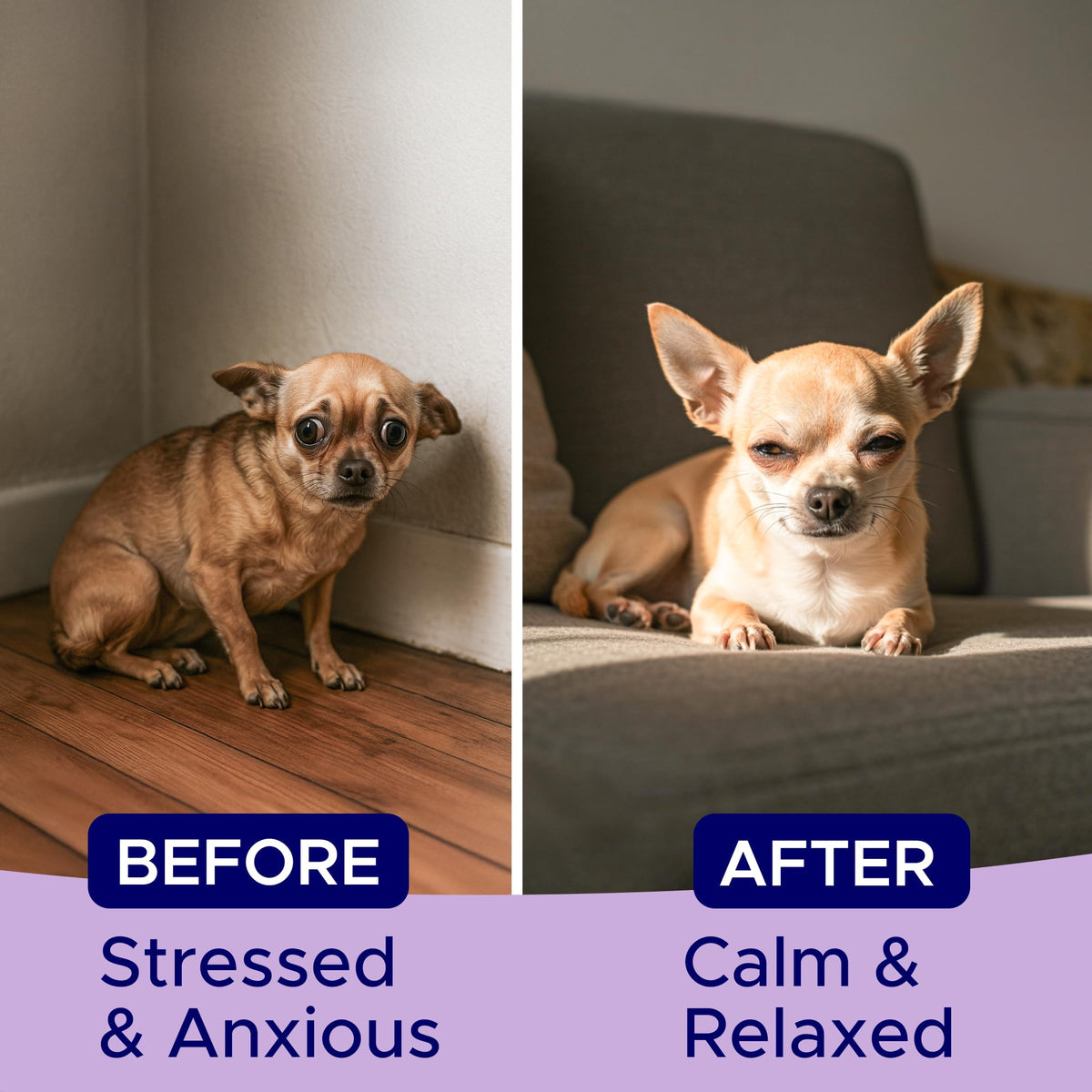 Calming Chews for Dogs 60Ct K7672