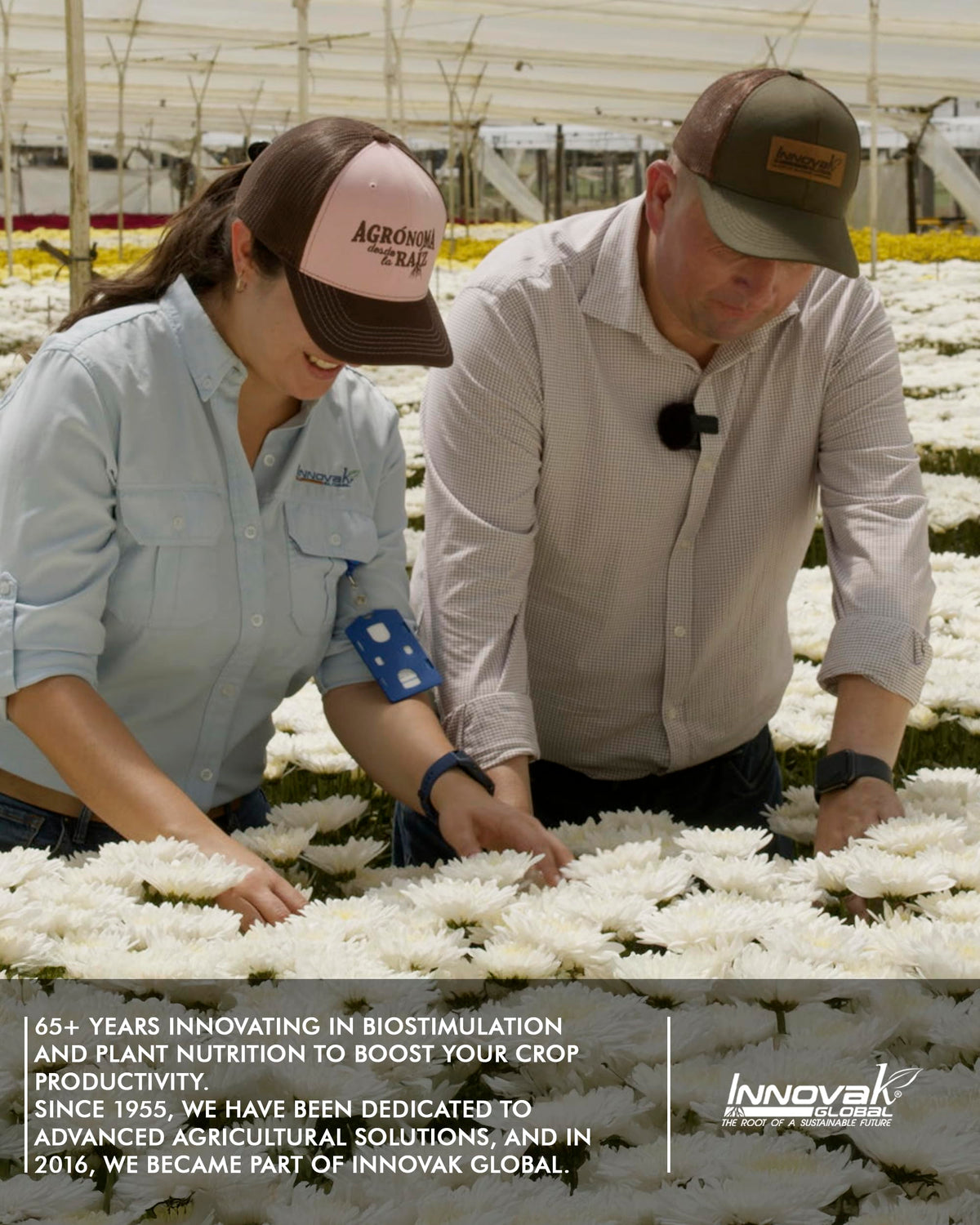Liquid Calcium Fertilizer for Tomatoes and Vegetables H936564